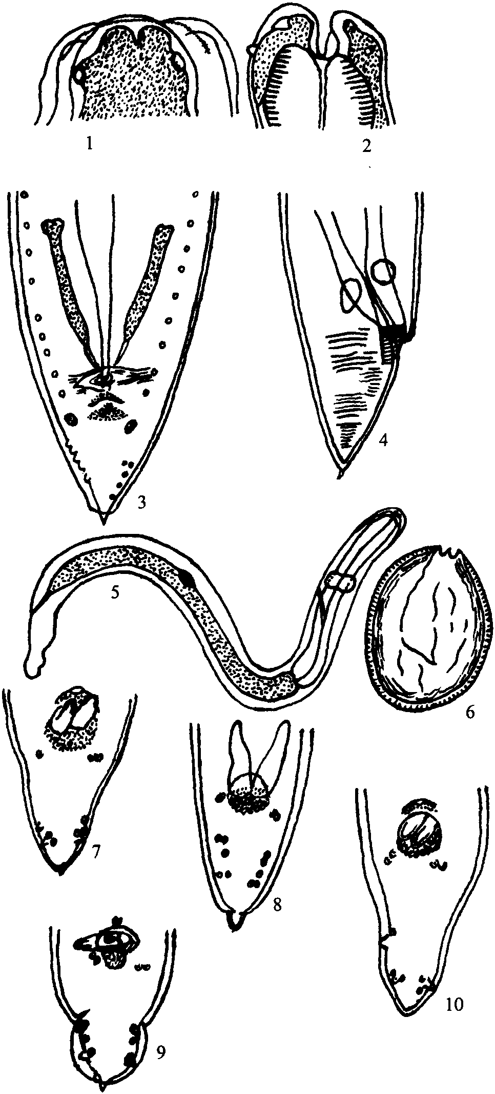 柱状蛔虫